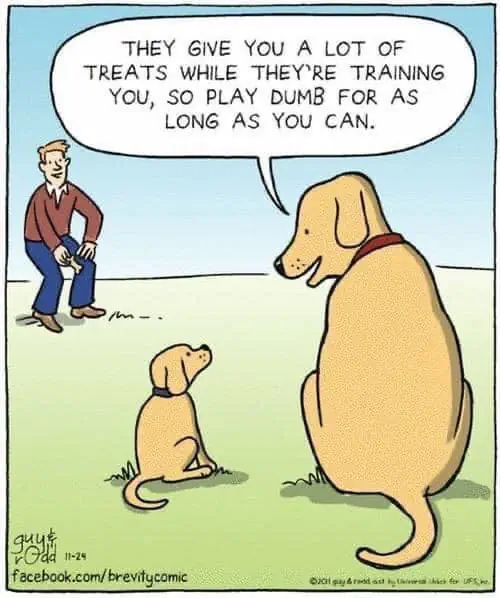They give you a lot of treats while they're training you, so play dumb fo ras long as you can.